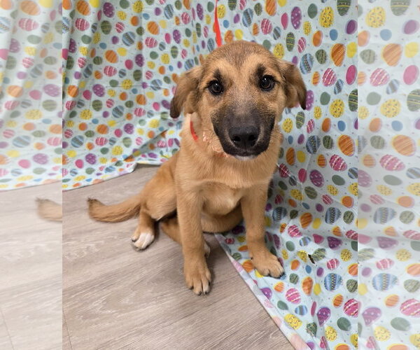 Medium Photo #10 Australian Retriever Puppy For Sale in Attalka, AL, USA