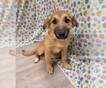 Small #9 Australian Retriever