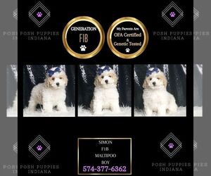 Maltipoo Puppy for Sale in WARSAW, Indiana USA