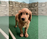 Small #10 Goldendoodle