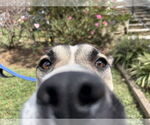 Small #2 German Shepherd Dog Mix