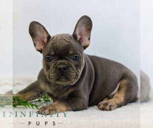 French Bulldog Puppy for sale in EPHRATA, PA, USA