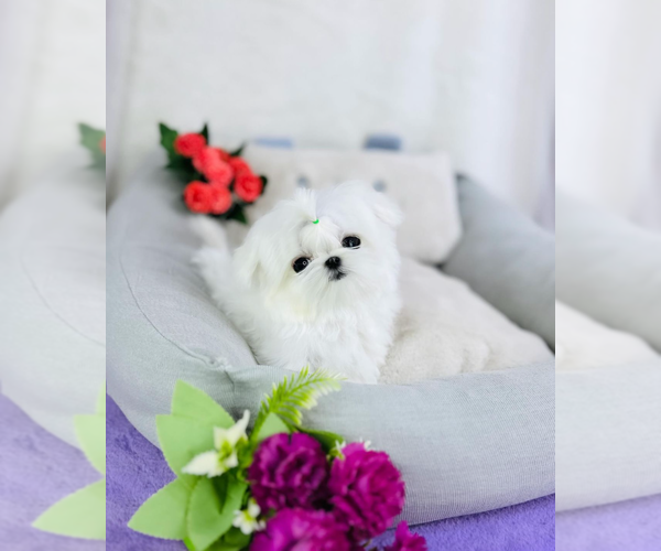 Medium Photo #2 Maltese Puppy For Sale in CHANDLER, AZ, USA