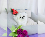 Small Photo #2 Maltese Puppy For Sale in CHANDLER, AZ, USA