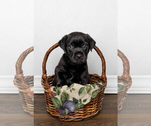 Labrador Retriever-Unknown Mix Dogs for adoption in McKinney, TX, USA