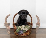 Small Labrador Retriever Mix