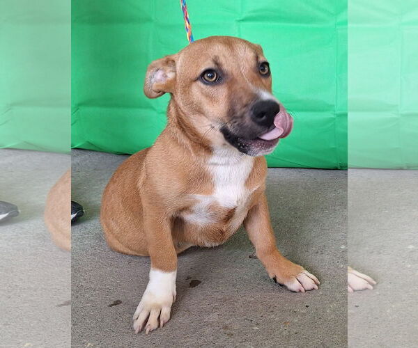 Medium Photo #1 American Pit Bull Terrier-Basset Hound Mix Puppy For Sale in Wetumpka, AL, USA