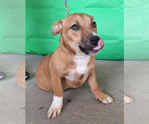 American Pit Bull Terrier-Basset Hound Mix Dogs for adoption in Wetumpka, AL, USA
