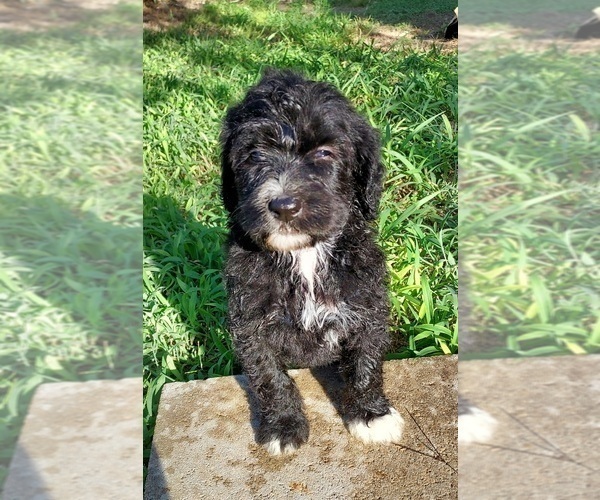 Medium Photo #69 Bordoodle Puppy For Sale in COPPERAS COVE, TX, USA