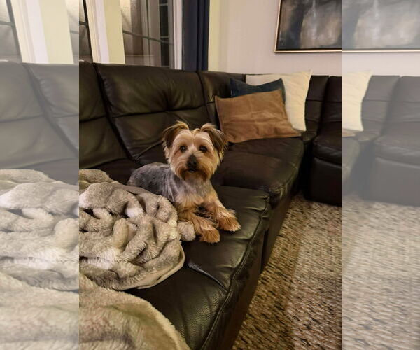 Medium Photo #2 Mutt Puppy For Sale in Menifee, CA, USA