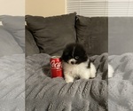 Small Photo #12 Pomeranian Puppy For Sale in BAKERSFIELD, CA, USA
