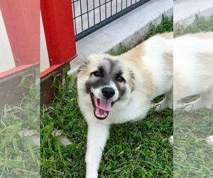 Anatolian Shepherd-Unknown Mix Dogs for adoption in Stover, MO, USA
