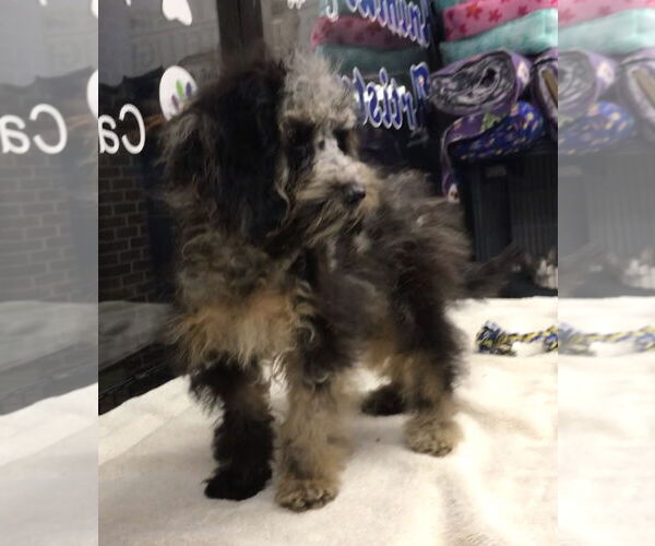 Medium Photo #4 Cock-A-Poo Puppy For Sale in Lincolnwood, IL, USA