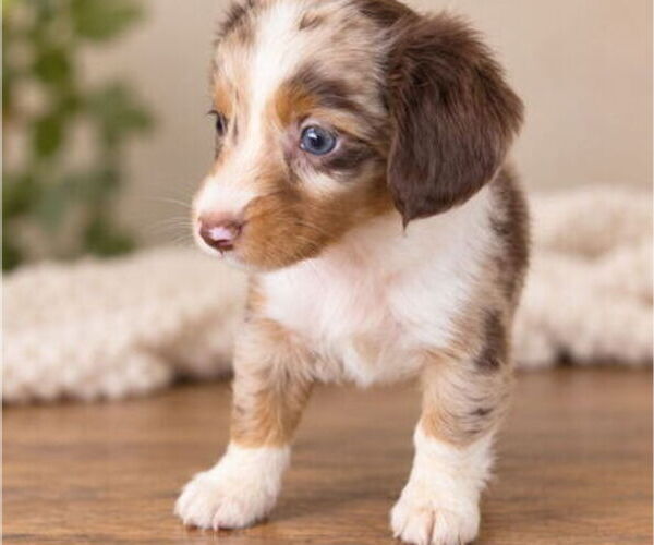 Medium Photo #2 Aussiedox Puppy For Sale in FLEMINGSBURG, KY, USA