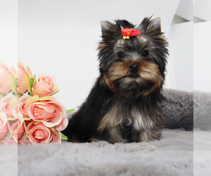 Yorkshire Terrier Puppy for sale in LOS ANGELES, CA, USA