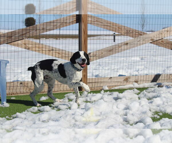 Medium Photo #3 Colonial Cocker Spaniel-Pointer Mix Puppy For Sale in Chestertown, MD, USA