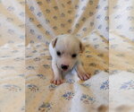 Small #4 Mutt