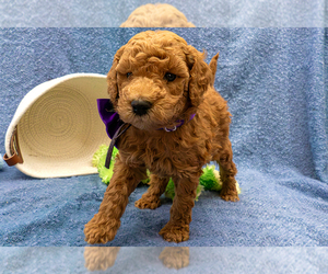 Goldendoodle (Miniature) Puppy for sale in ROY, UT, USA