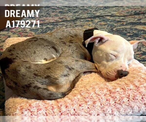 Medium Photo #3 Mutt Puppy For Sale in Tulsa, OK, USA