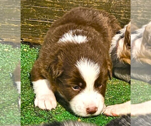Medium Photo #10 Australian Shepherd Puppy For Sale in NELSON, VA, USA