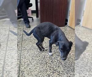 Chihuahua Dogs for adoption in Tracy, CA, USA