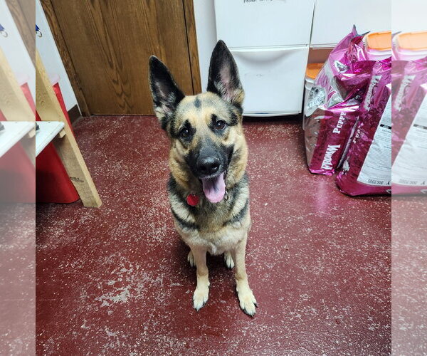 Medium Photo #6 German Shepherd Dog Puppy For Sale in Fargo, ND, USA