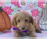 Small Photo #2 Miniature Labradoodle Puppy For Sale in LANCASTER, PA, USA
