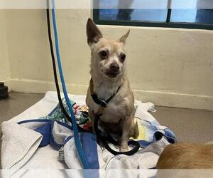 Chihuahua Dogs for adoption in Pasadena, CA, USA