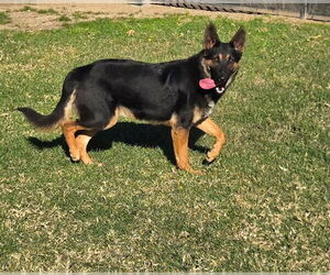 German Shepherd Dog Dogs for adoption in Riverside, CA, USA