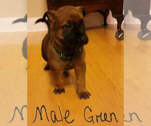 Dutch Shepherd Dog-German Shepherd Dog Mix Puppy for sale in SPRING HILL, TN, USA