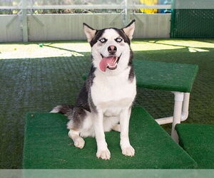 Siberian Husky Dogs for adoption in Pasadena, CA, USA