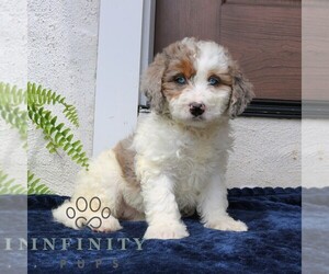 Bernedoodle (Miniature) Puppy for sale in NARVON, PA, USA