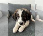 Small #2 Border-Aussie