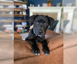 Small Photo #12 American Staffordshire Terrier-Labrador Retriever Mix Puppy For Sale in Lakewood, CO, USA