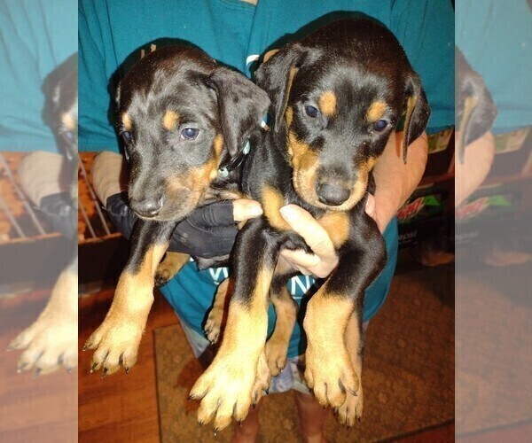 Medium Photo #2 Doberman Pinscher Puppy For Sale in Crossville, TN, USA