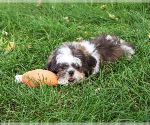 Medium Photo #6 Shih Tzu Puppy For Sale in SYRACUSE, IN, USA