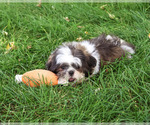 Abel - Male Shih Tzu Puppy for Sale - Photo #6