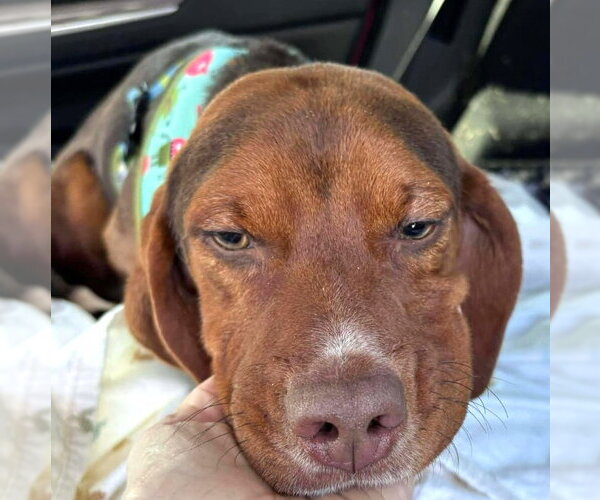 Medium Photo #5 Beagle Puppy For Sale in Dunnellon, FL, USA