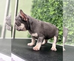 Small Photo #15 French Bulldog Puppy For Sale in PORTLAND, ME, USA