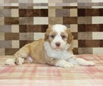 Small #1 Bernedoodle (Miniature)