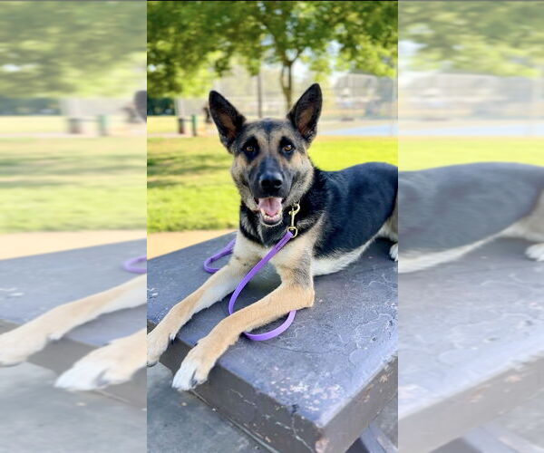 Medium Photo #2 German Shepherd Dog-Unknown Mix Puppy For Sale in West Sacramento, CA, USA