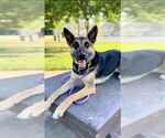 Small #1 German Shepherd Dog Mix