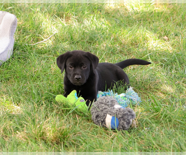 Medium Photo #4 Labrador Retriever Puppy For Sale in SYRACUSE, IN, USA