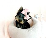 Small #10 Morkie