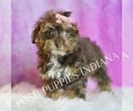 Small #3 Poodle (Miniature)