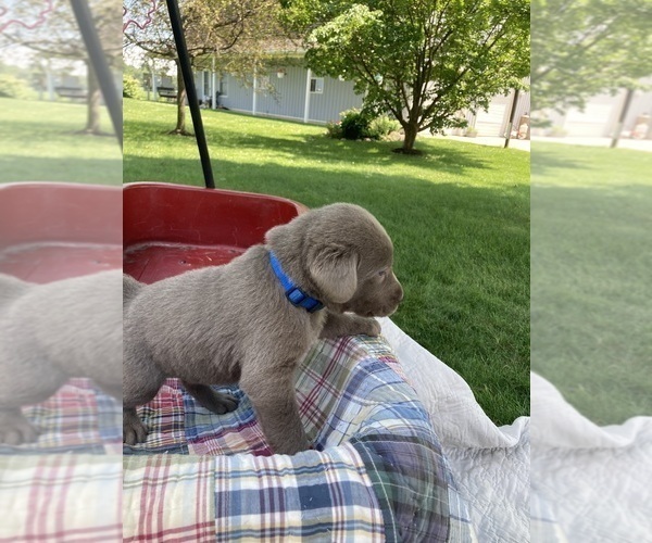 Medium Photo #2 Labrador Retriever Puppy For Sale in MIDDLEBURY, IN, USA