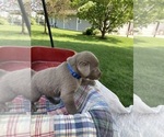 Small #1 Labrador Retriever
