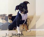 Small Photo #7 American Staffordshire Terrier-Unknown Mix Puppy For Sale in Wenonah, NJ, USA