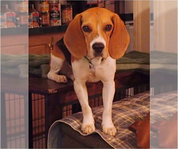 Medium Photo #1 Beagle Puppy For Sale in Tucson, AZ, USA