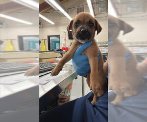 Mutt Dogs for adoption in Waco, TX, USA